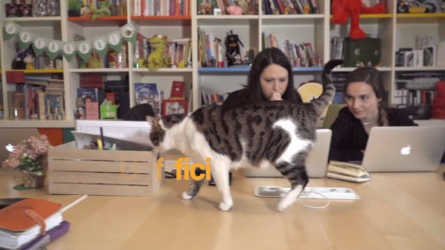 Anteprima Pets in the City