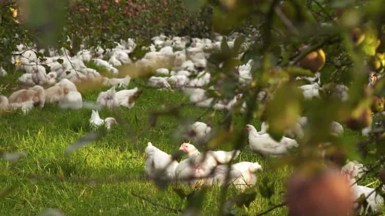 tvnz-country-calendar-programme-bostock-brothers-on-vimeo