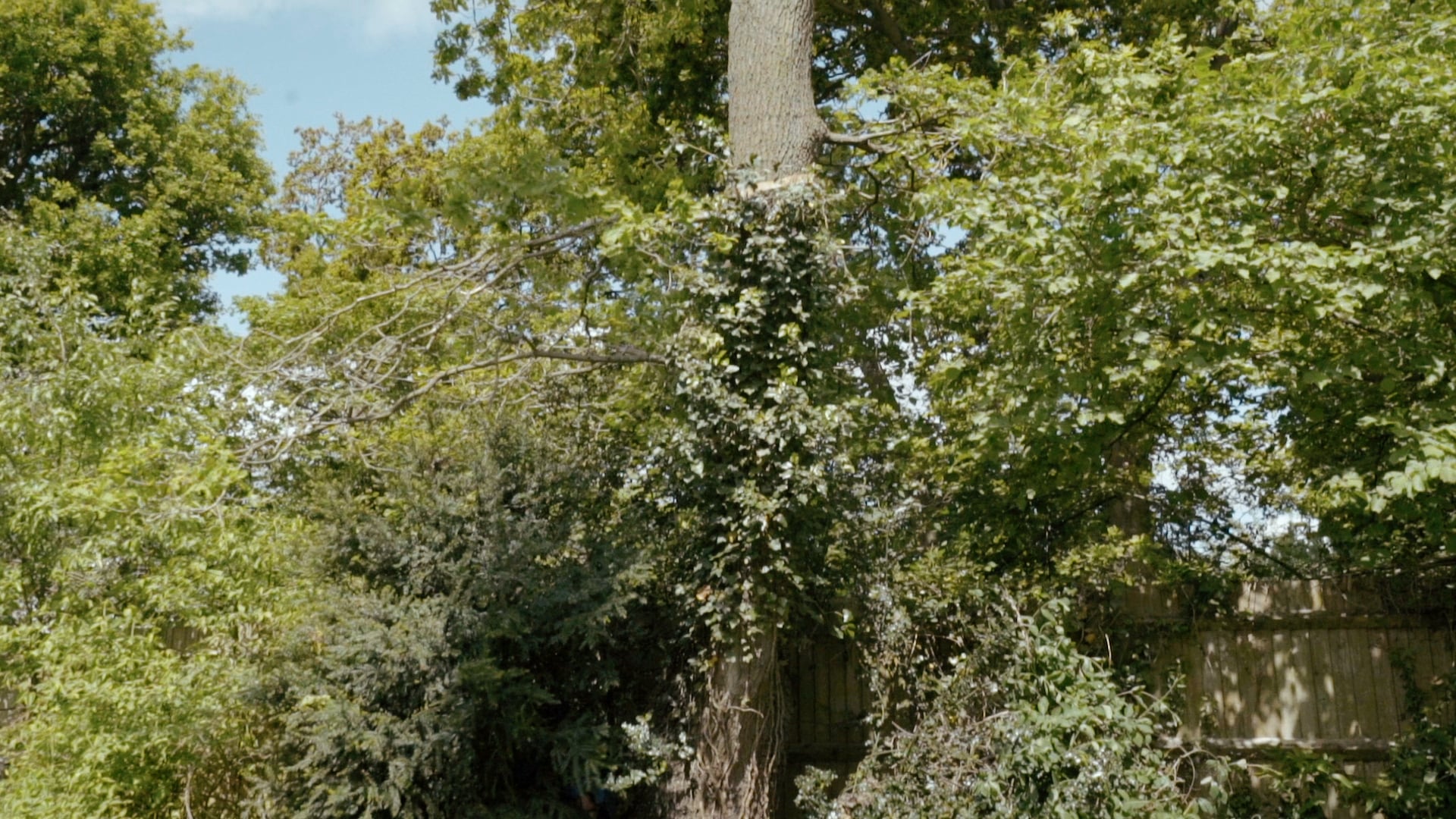 Cormack Tree Care on Vimeo