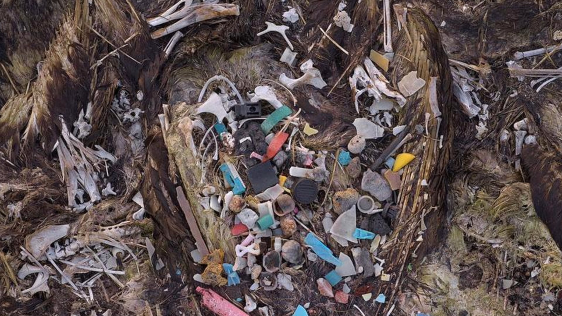 Plastificados - Aloha Spirit