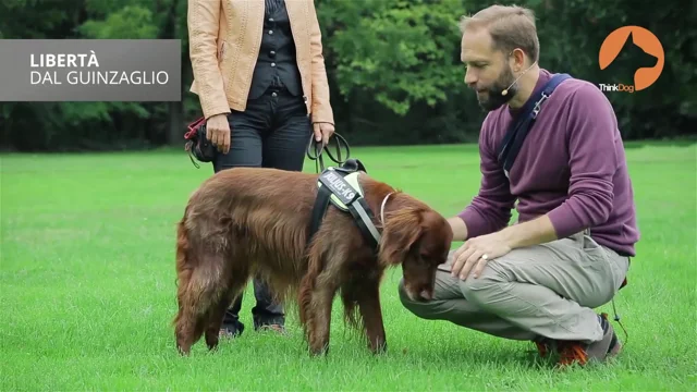 ThinkDog BOX - ThinkDog Store