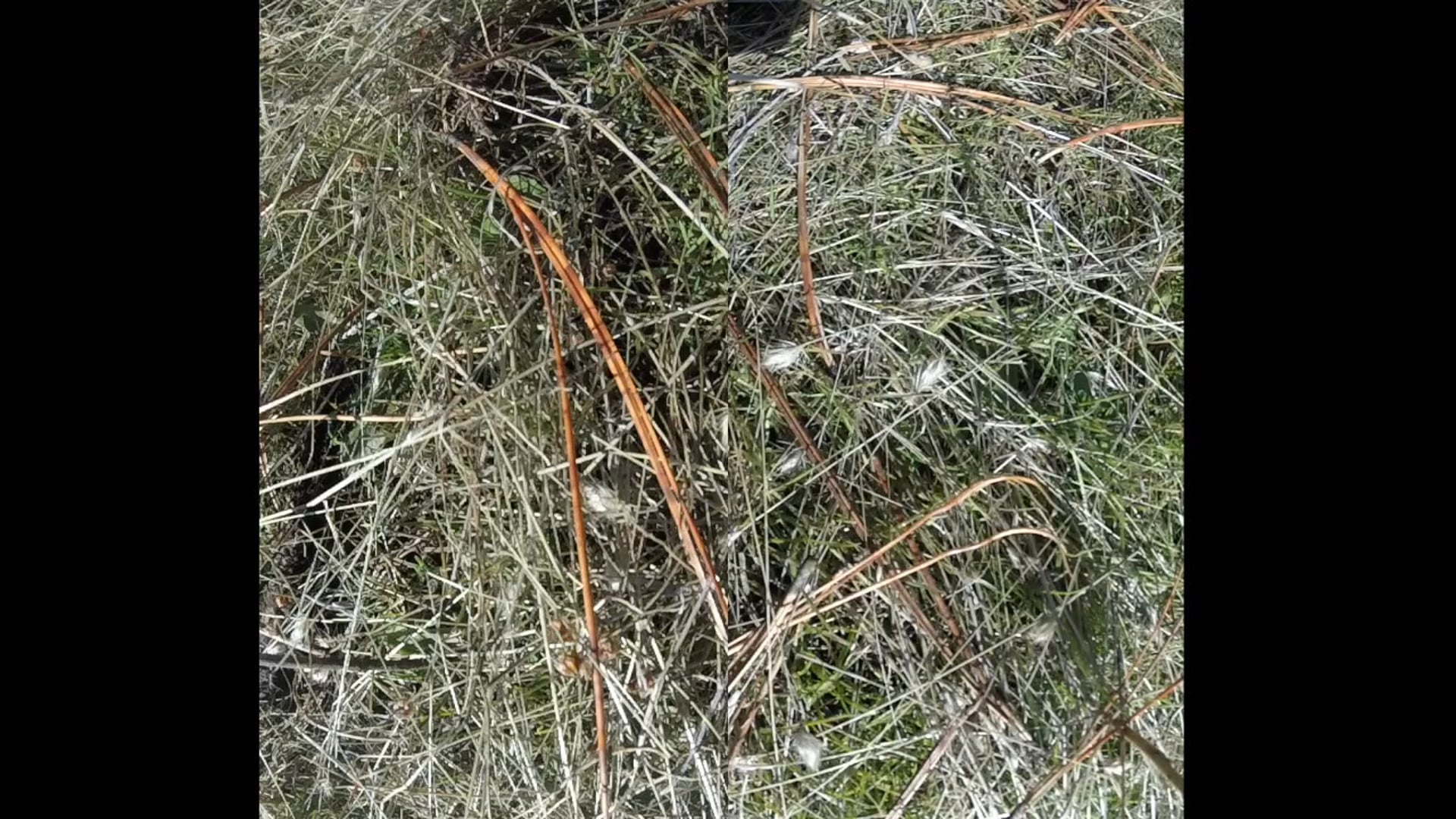 Timbered Bench 12/07/18 (short)