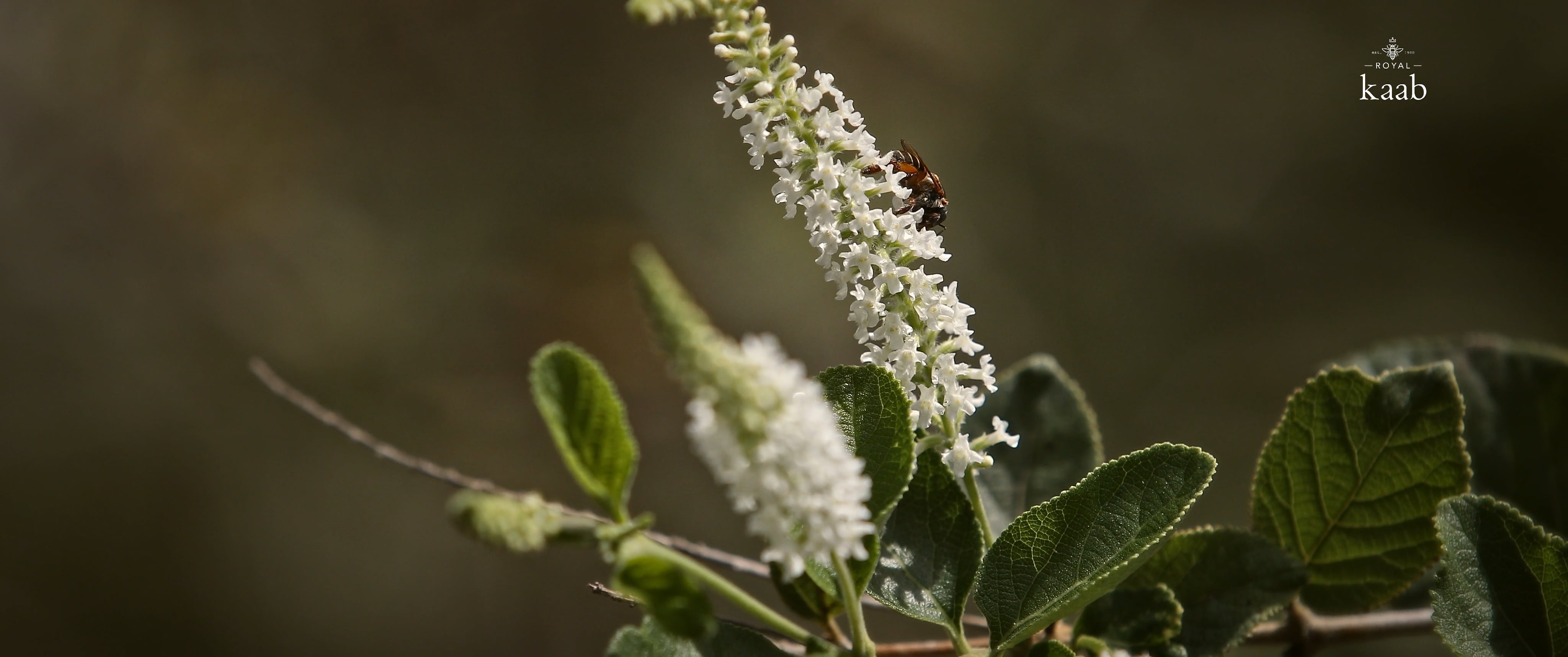 PRH_MUUCH_KAAB ABEJA_MELIPONA