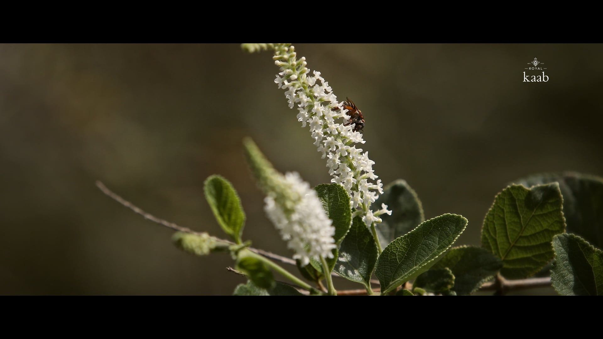 PRH_MUUCH_KAAB ABEJA_MELIPONA