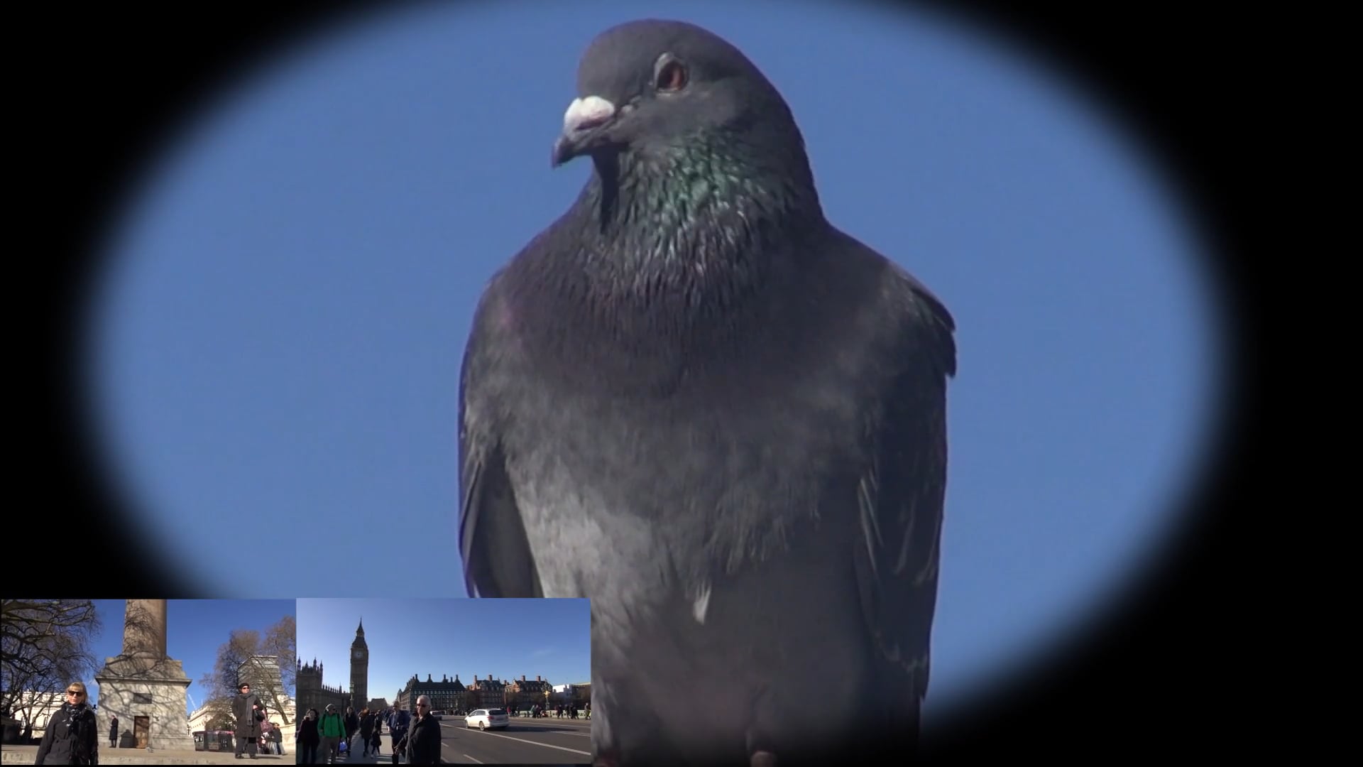 Introducing Pompadieu