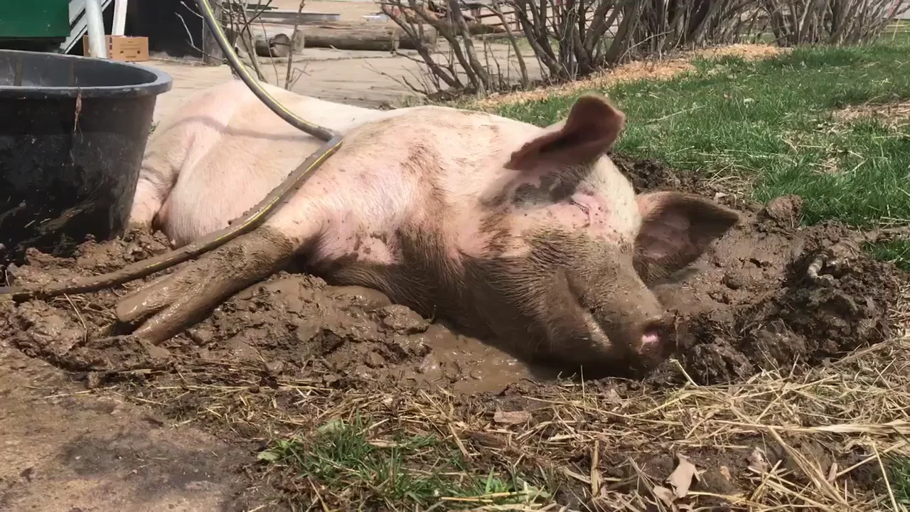 George’s first mud bath on Vimeo