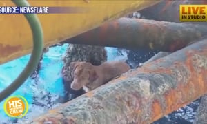 Tough Pup: Dog Swimming in Ocean 136 Miles Off Shore