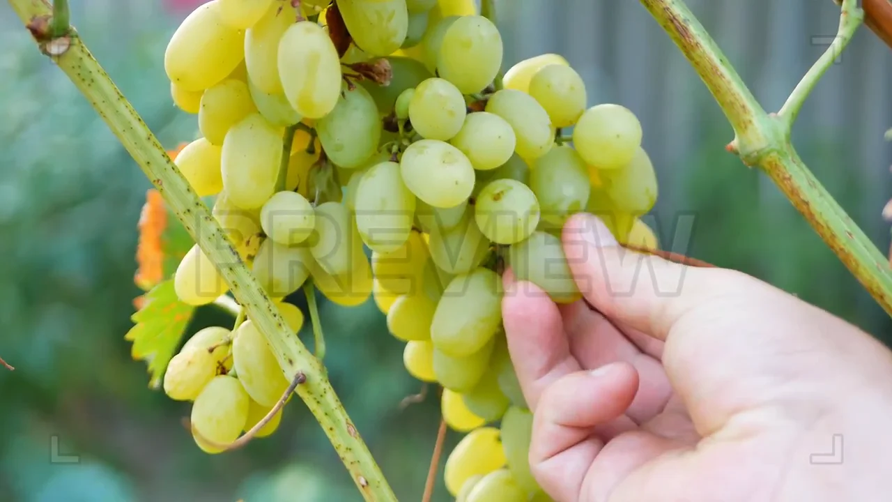 Checking Grapes' Ripeness Stock Video on Vimeo