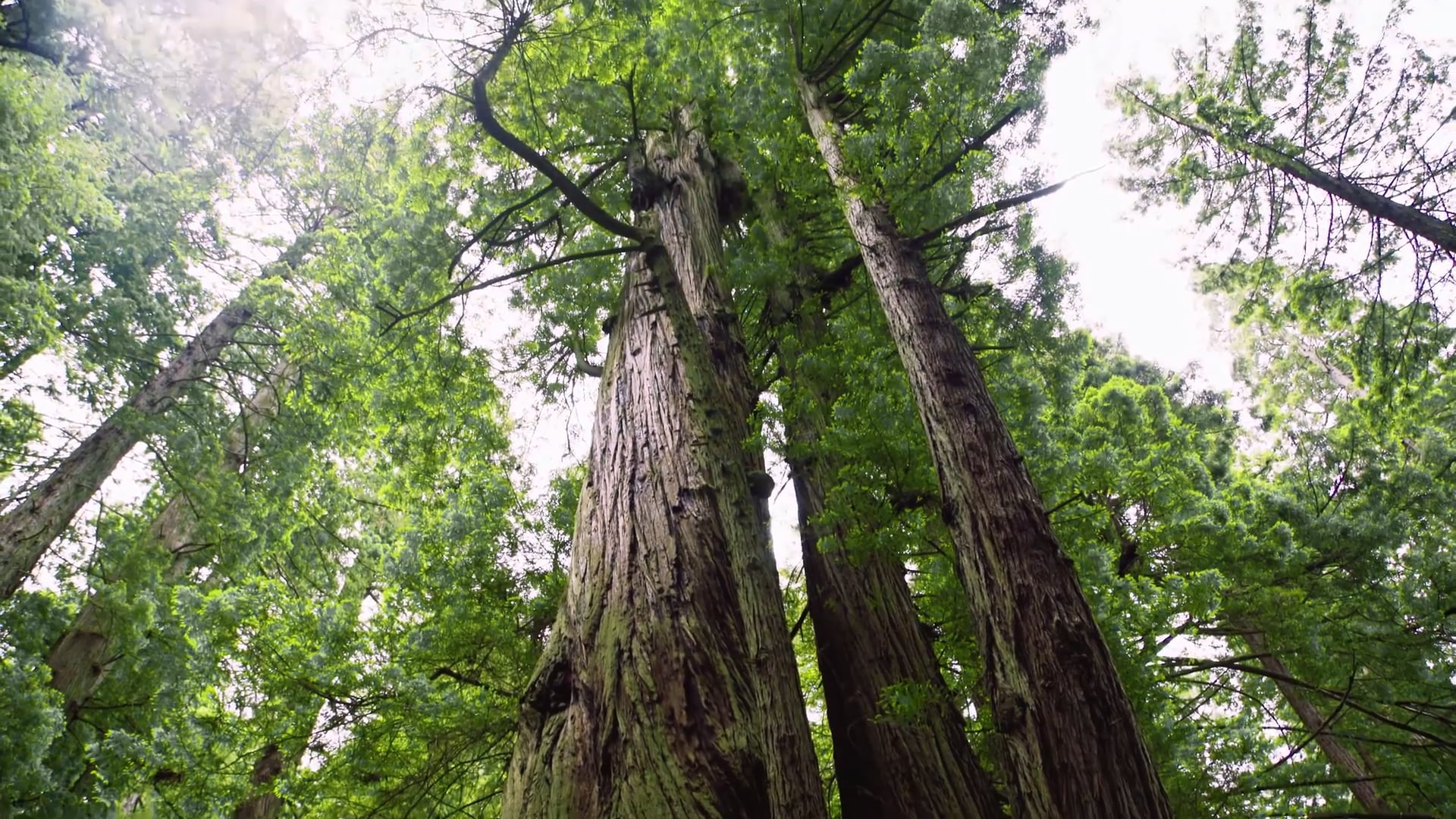 Sierra Nevada - "Enjoy Outdoors" Manifesto