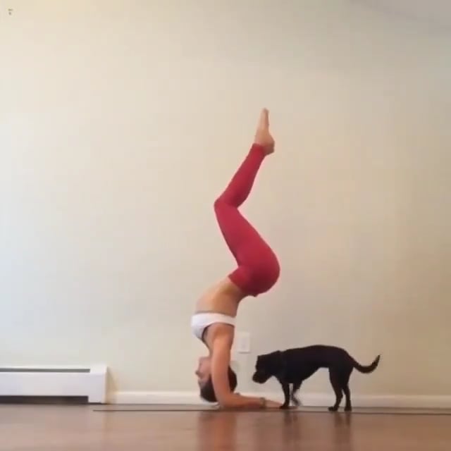Forearm Stand Variation