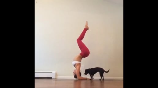 Forearm Stand Variation