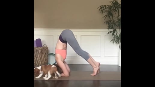 Headstand Lotus