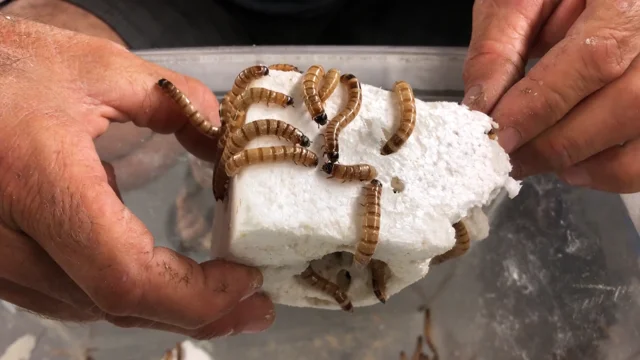 Styrofoam-munching superworms could hold key to plastic upcycling