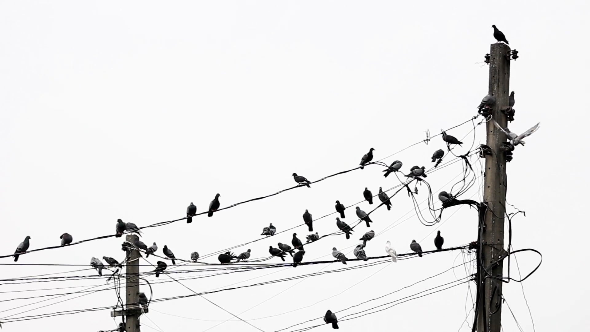 THREE OF THOUSANDS - SMOLLAN