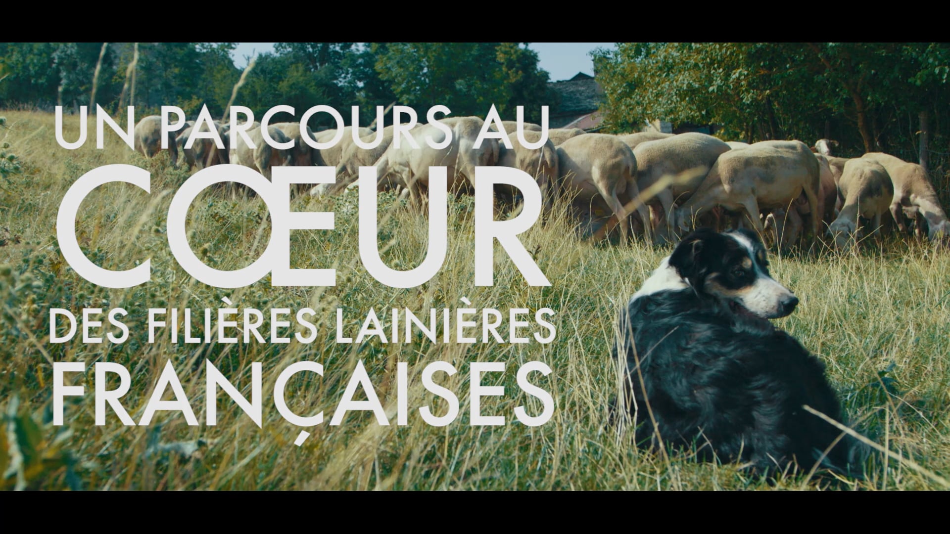 Trailer Websérie documentaire • Tricolor