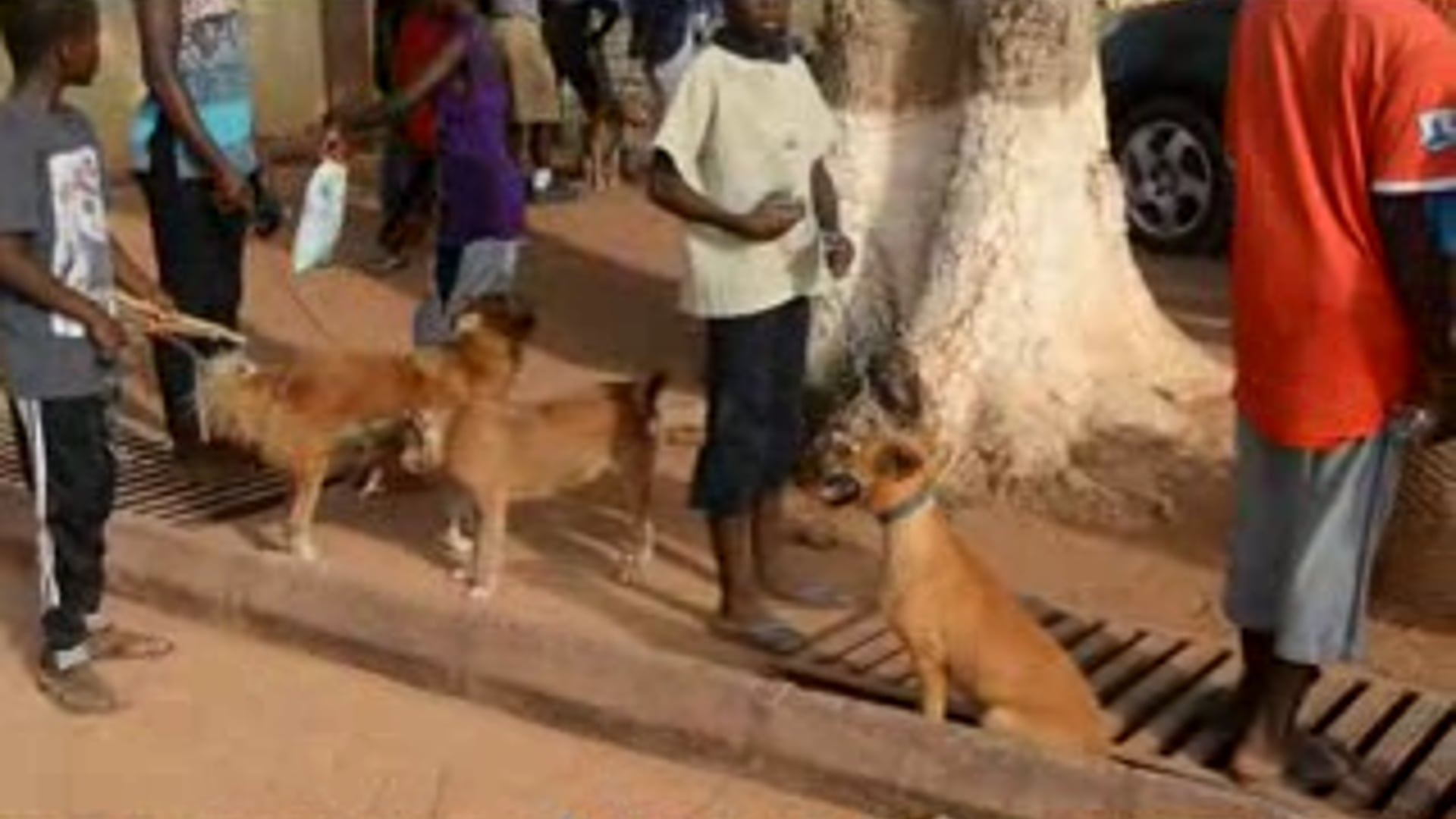 Rabies Clinic @ St Dominic R/C School
