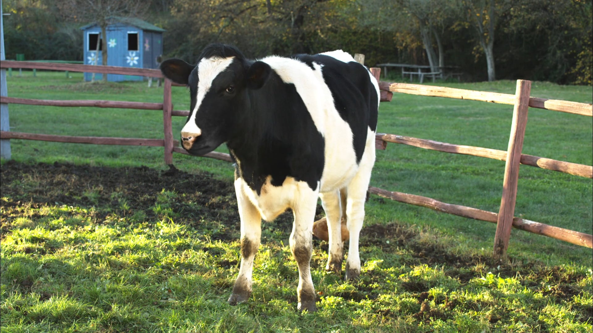 The Farm. Sanremo Music Festival / RAI