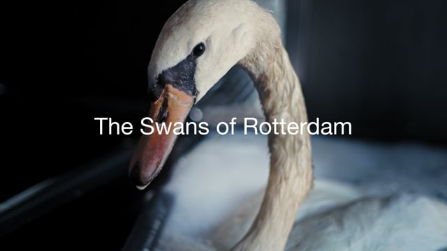 The Swans of Rotterdam