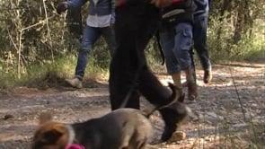 L’Anxova Peluda, premiada