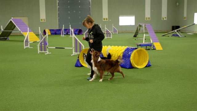 Sporting Dog Scales 12-Foot Wall Like a Total Boss in Incredible Video -  PetHelpful News