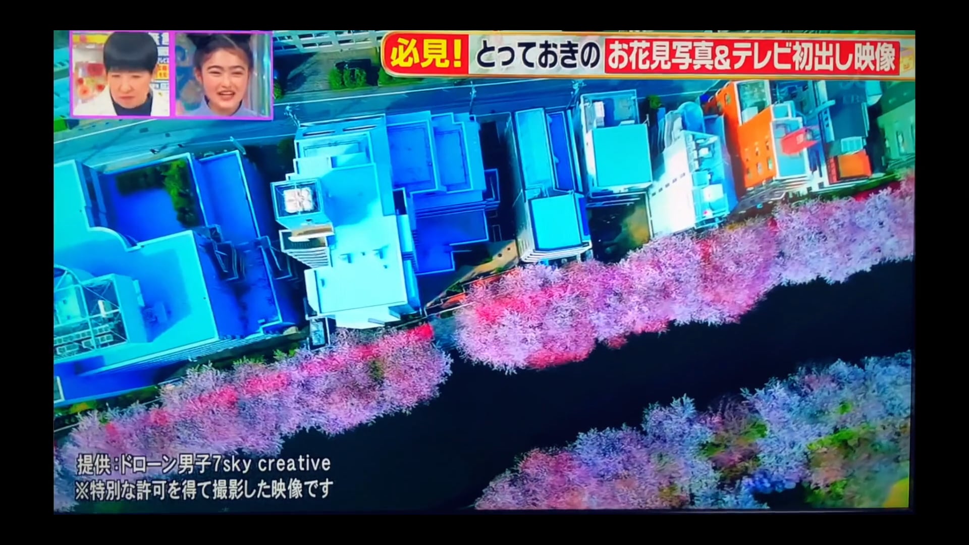 「テレビ初公開」ドローン空撮 目黒川の桜【アッコにおまかせ!】