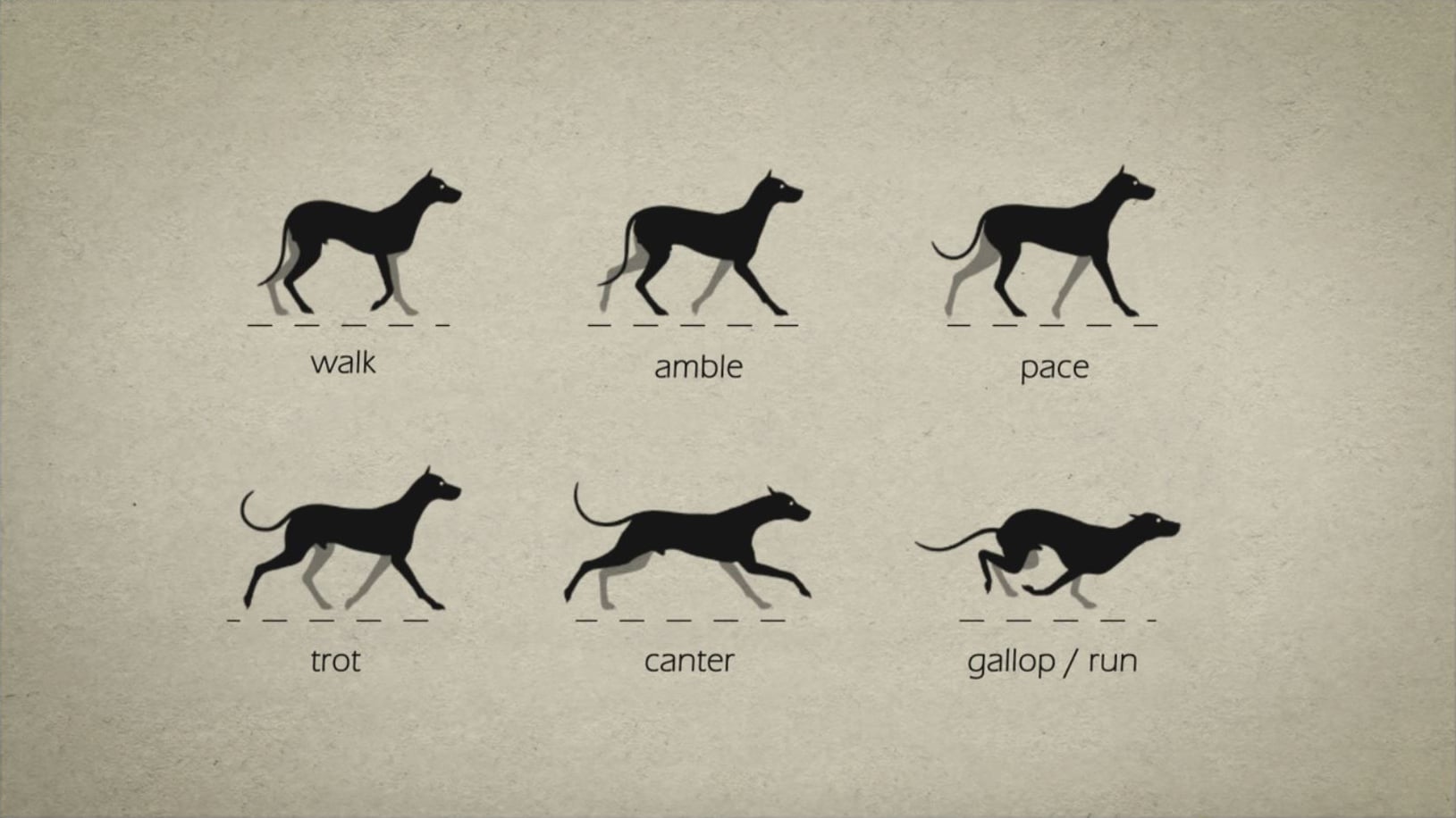 Animal Gaits for Animators on Vimeo