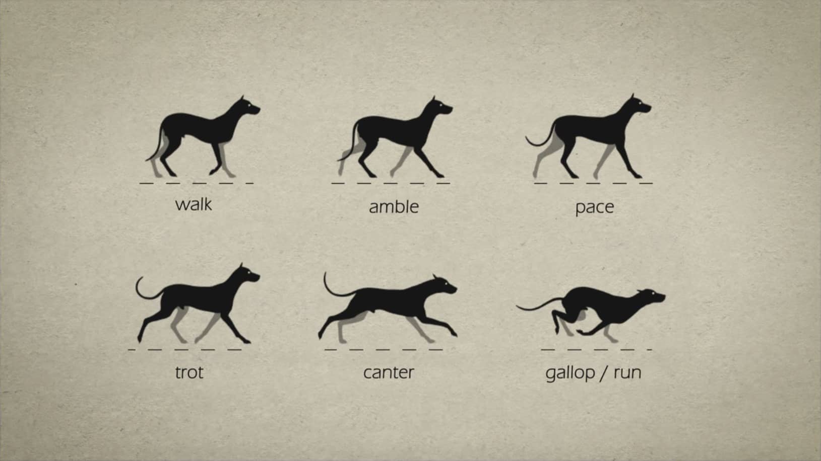 動物の歩き方 走り方を詳しく解説するアニメーション Animal Gaits For Animators Dna