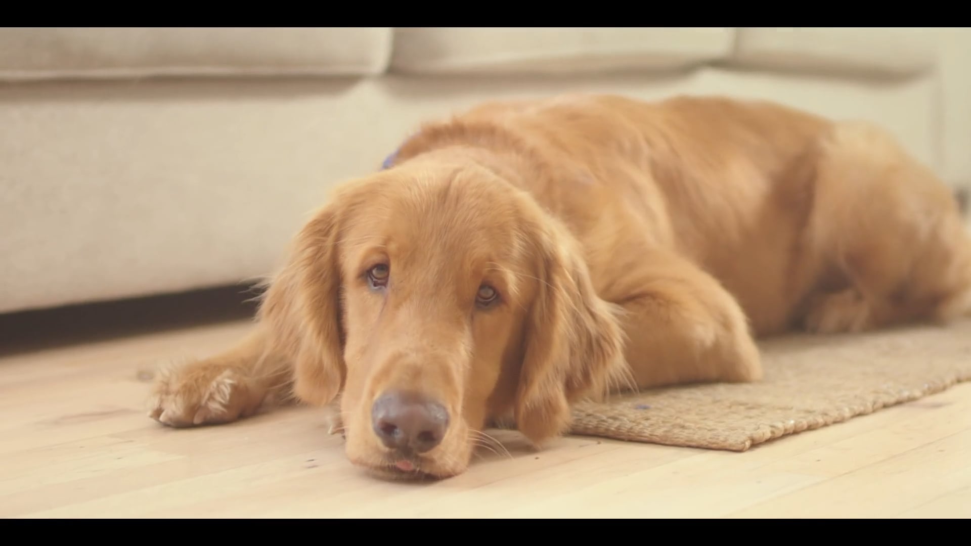 Rid your Home of Pet Dander and Heat on Vimeo