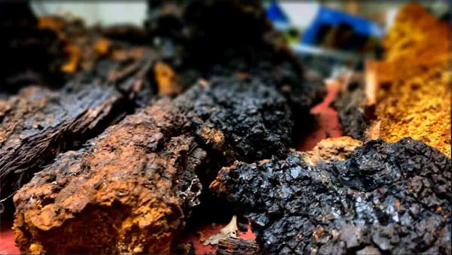 How to Harvest Chaga