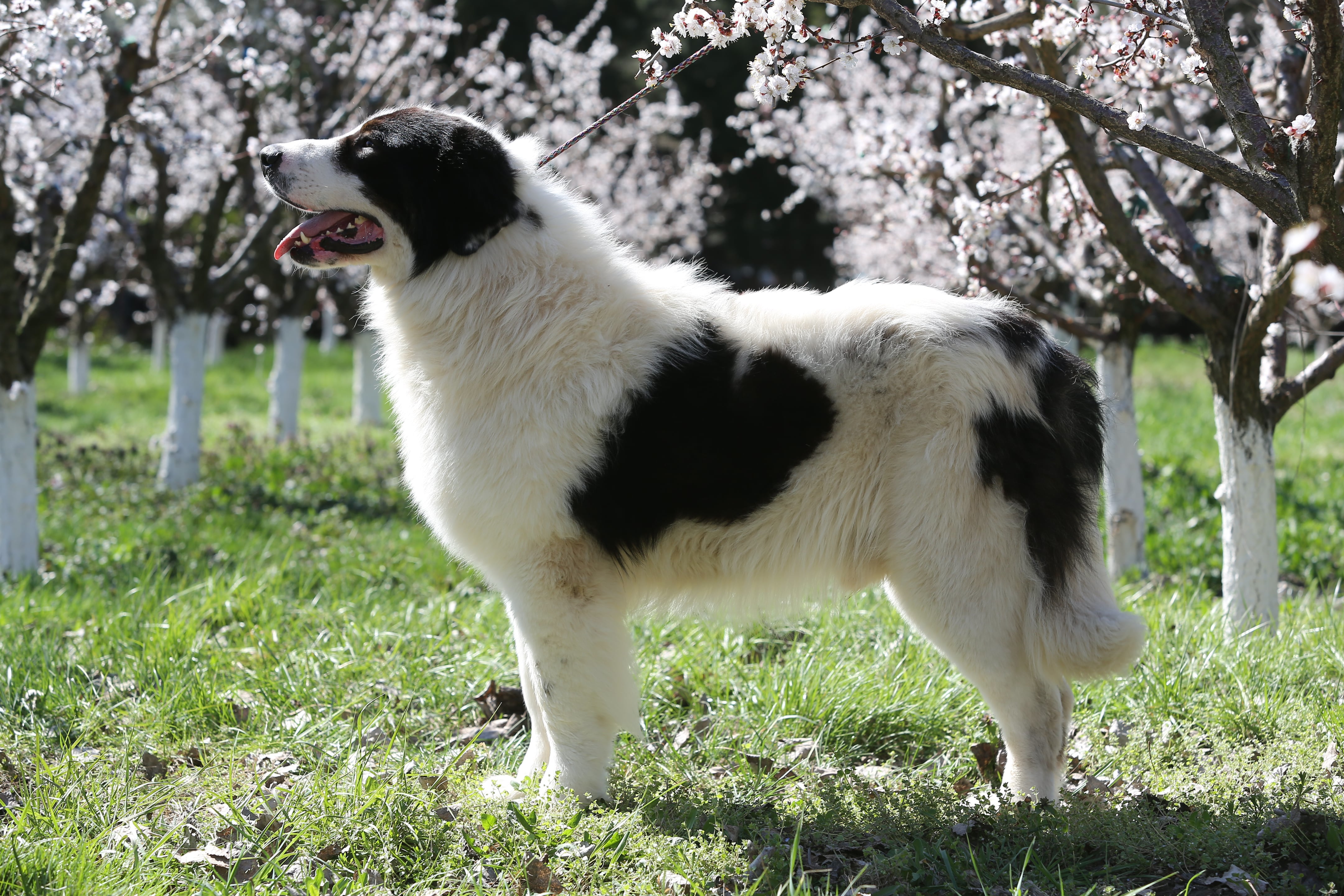 De Bucovina, англ. Bucovina Shepherd Dog