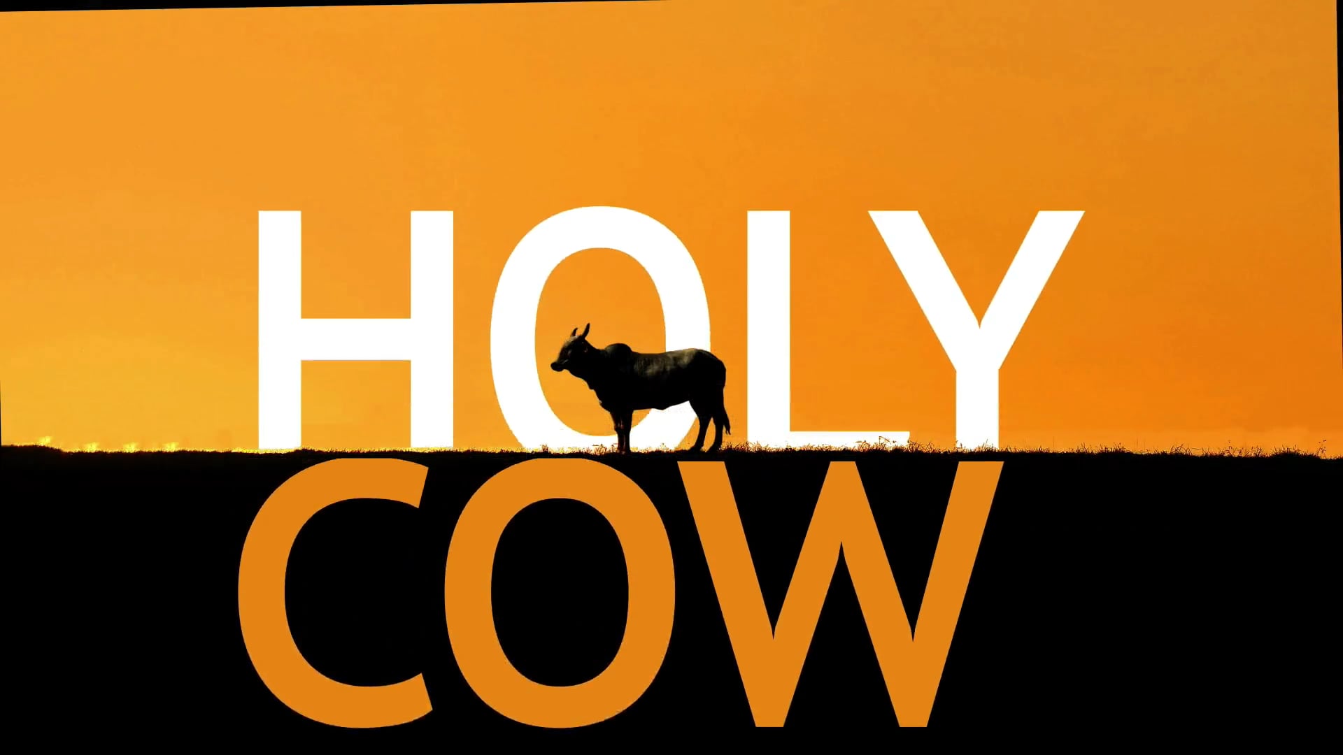 HOLY COW | DOCUMENTARY | ENGLISH| TRAILER- 2MTS on Vimeo