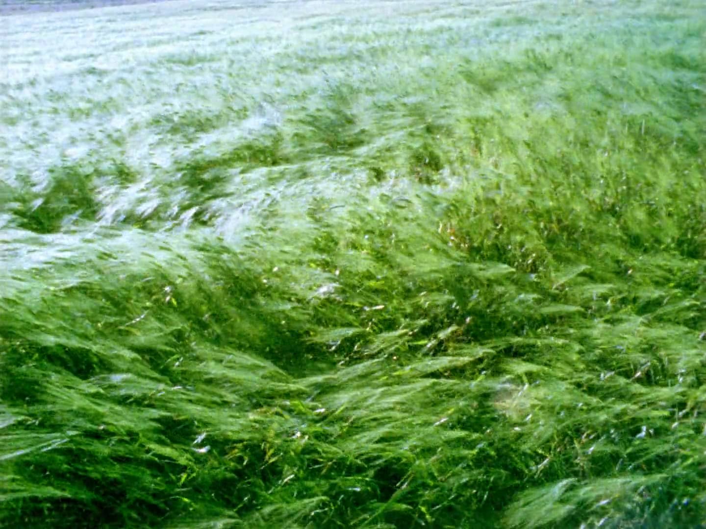 at-any-given-moment-grass-1-on-vimeo