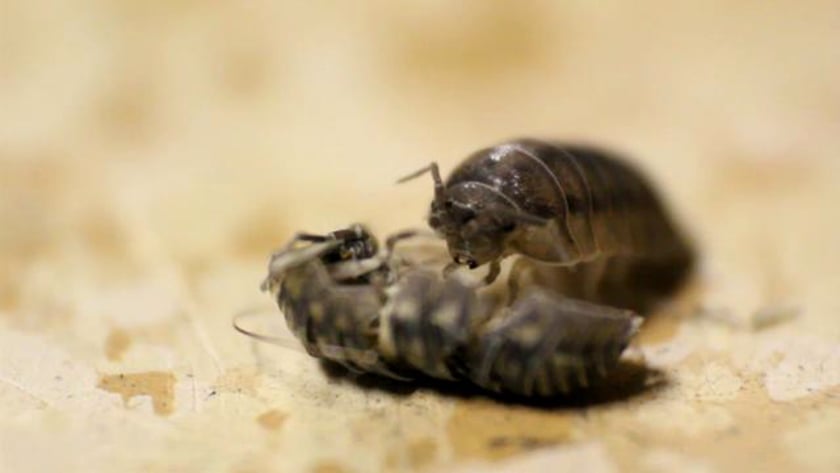 vimeo-video-thumbnail