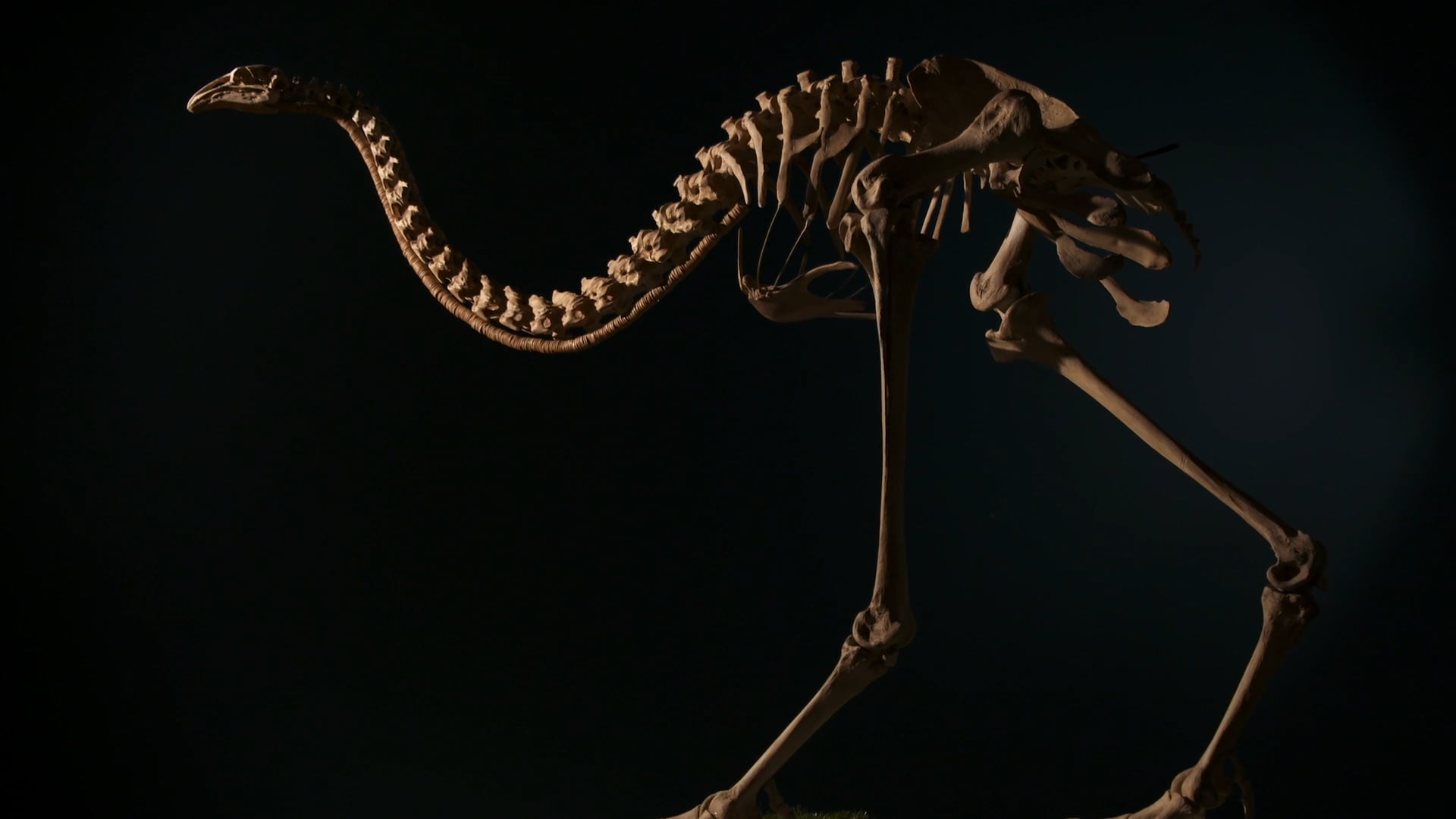 Te Papa Te Taiao Nature - Giant Moa