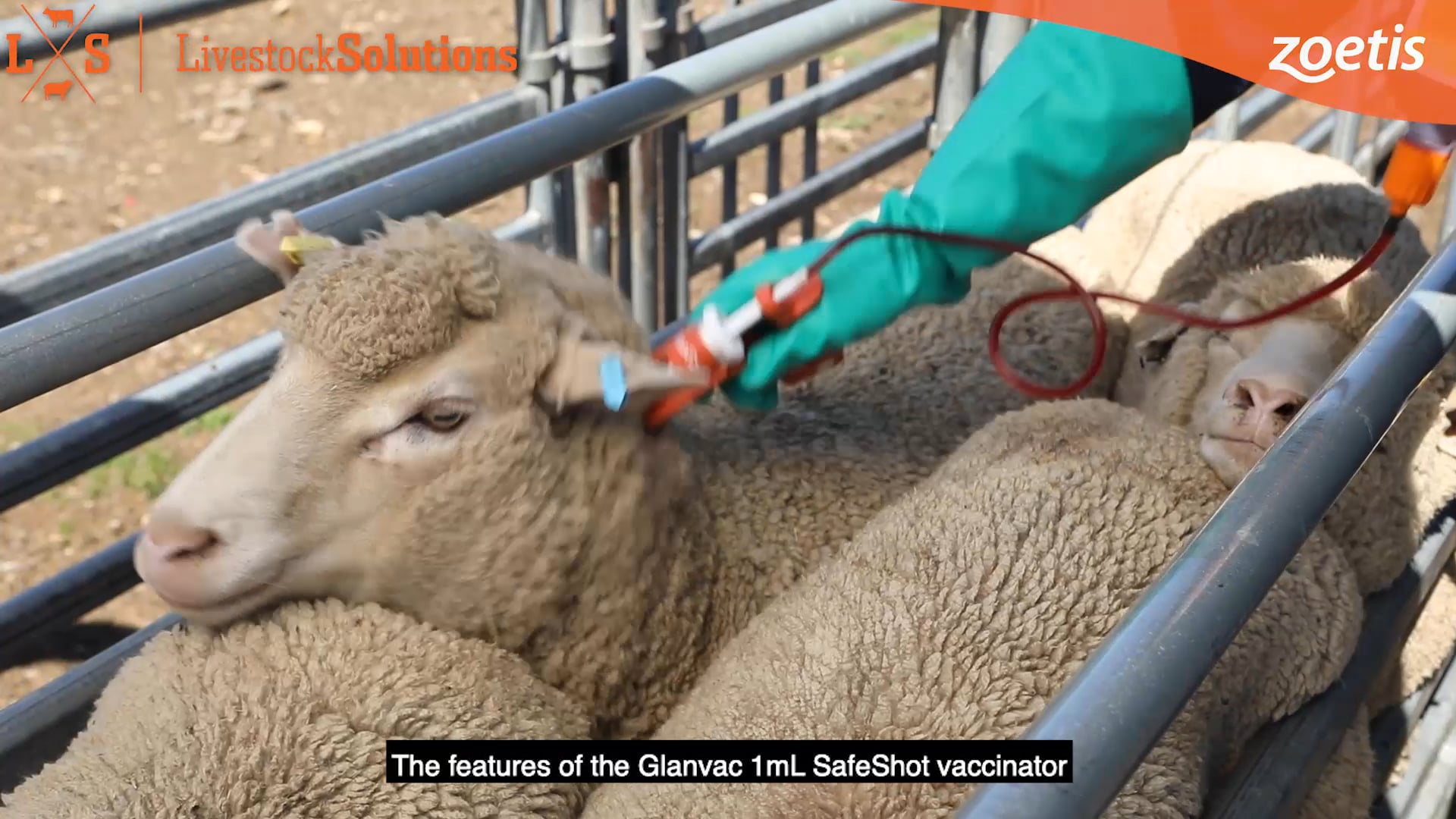 Training Video Series for Zoetis Livestock Solutions on Vimeo