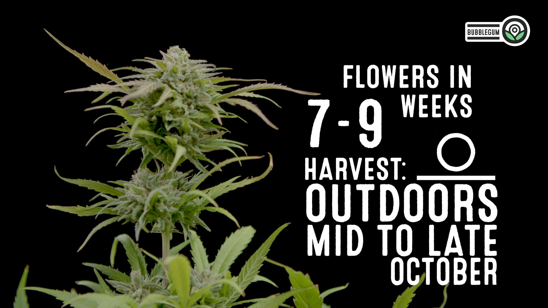 Bubblegum Feminized Cannabis Seeds