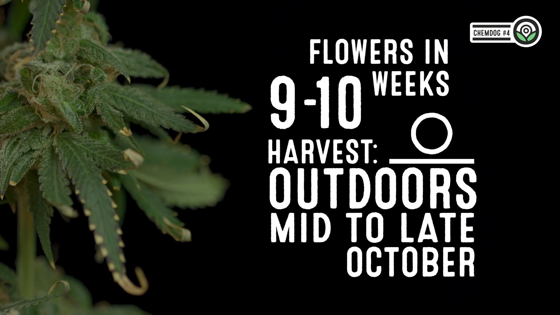 Chemdawg #4 Feminized Cannabis Seeds