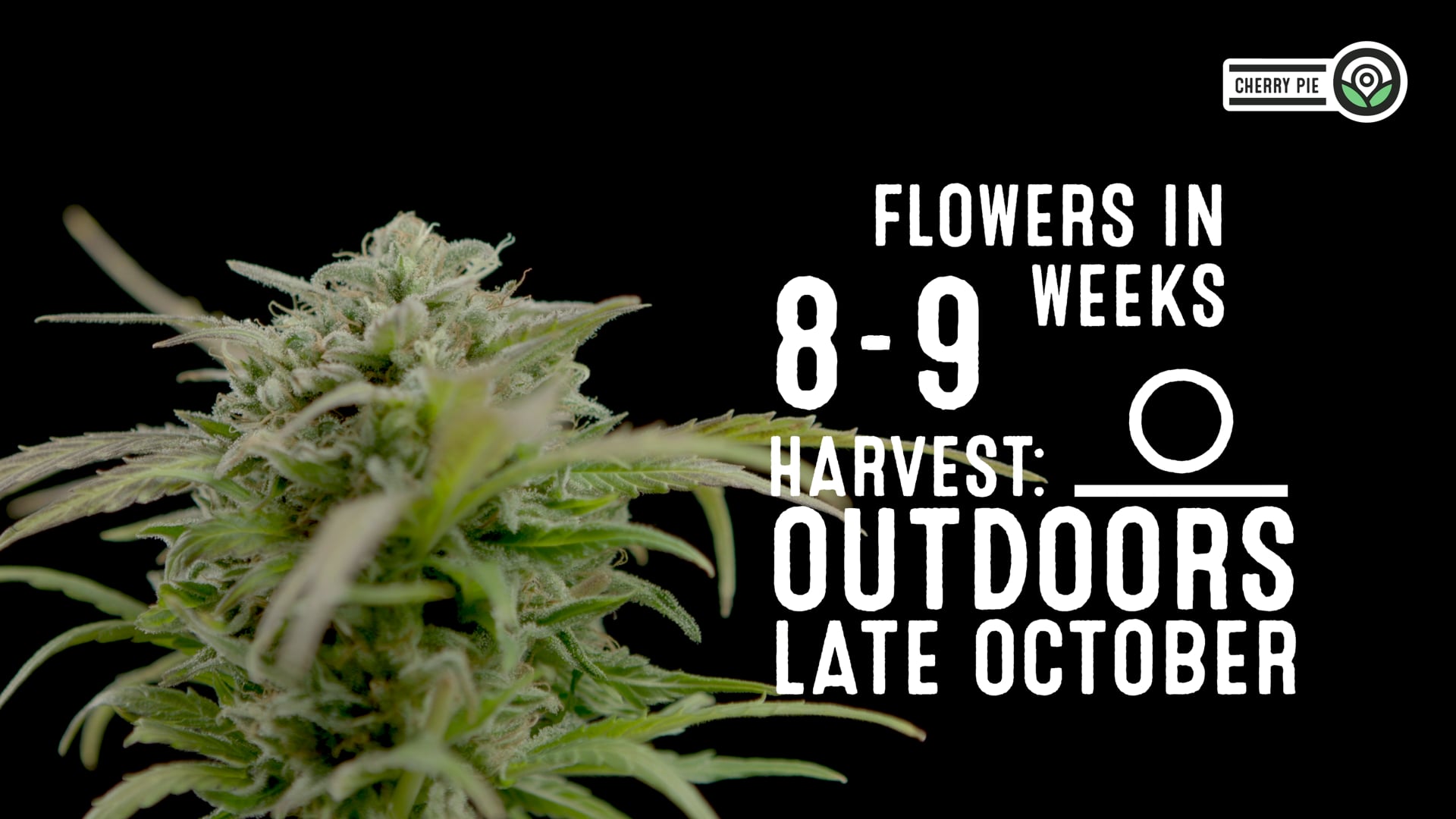 Cherry Pie Feminized Cannabis Seeds 