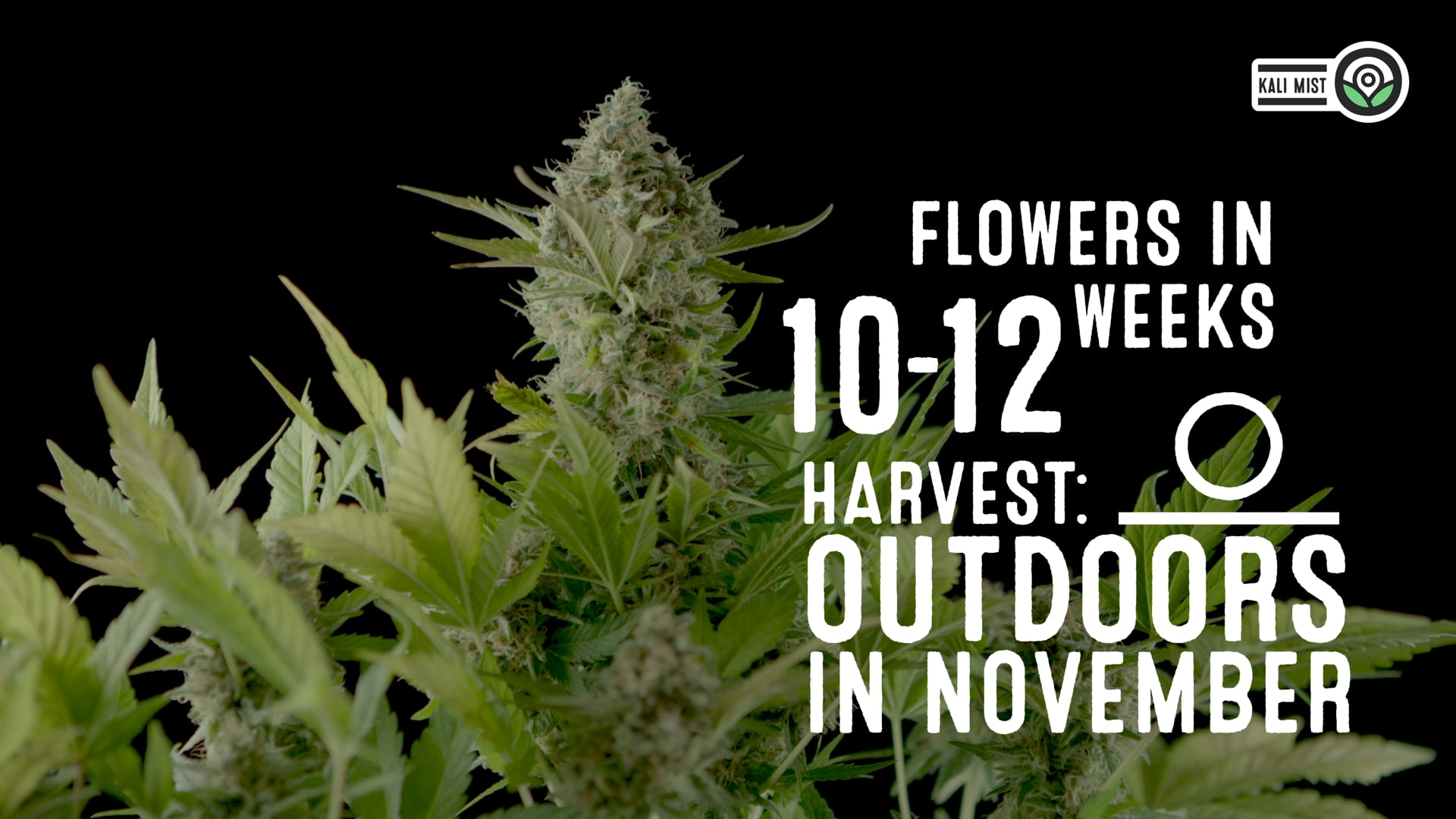 Kali Mist Feminized Cannabis Seeds