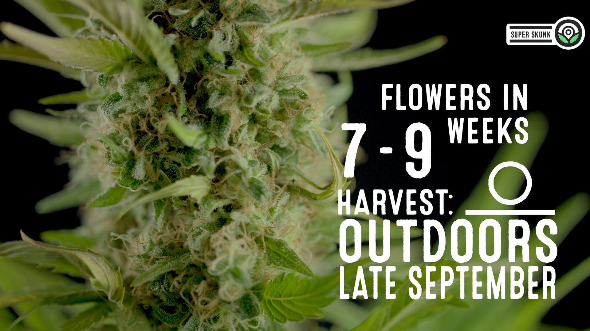 Super Skunk Feminized Cannabis Seeds