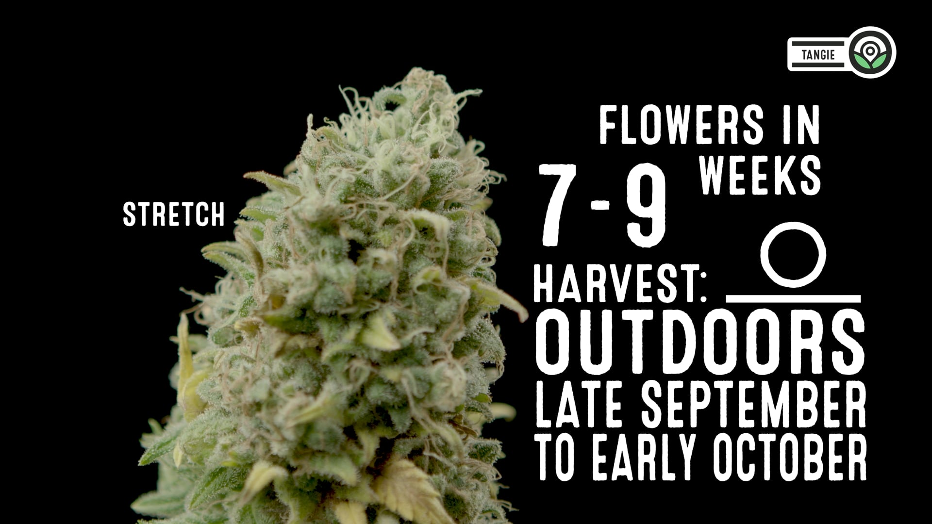 Tangie Feminized Cannabis Seeds