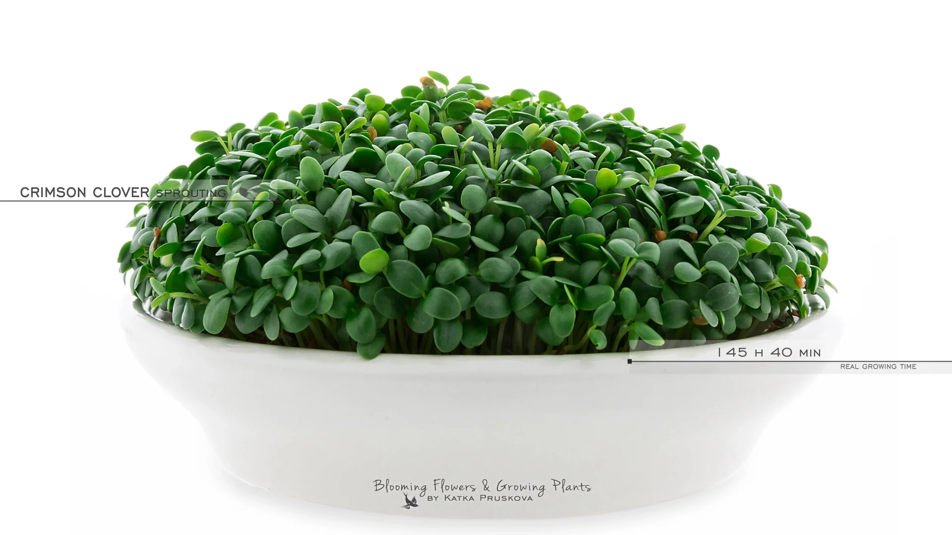 Crimson Clover Sprouts Growing Timelapse [microgreens] on Vimeo