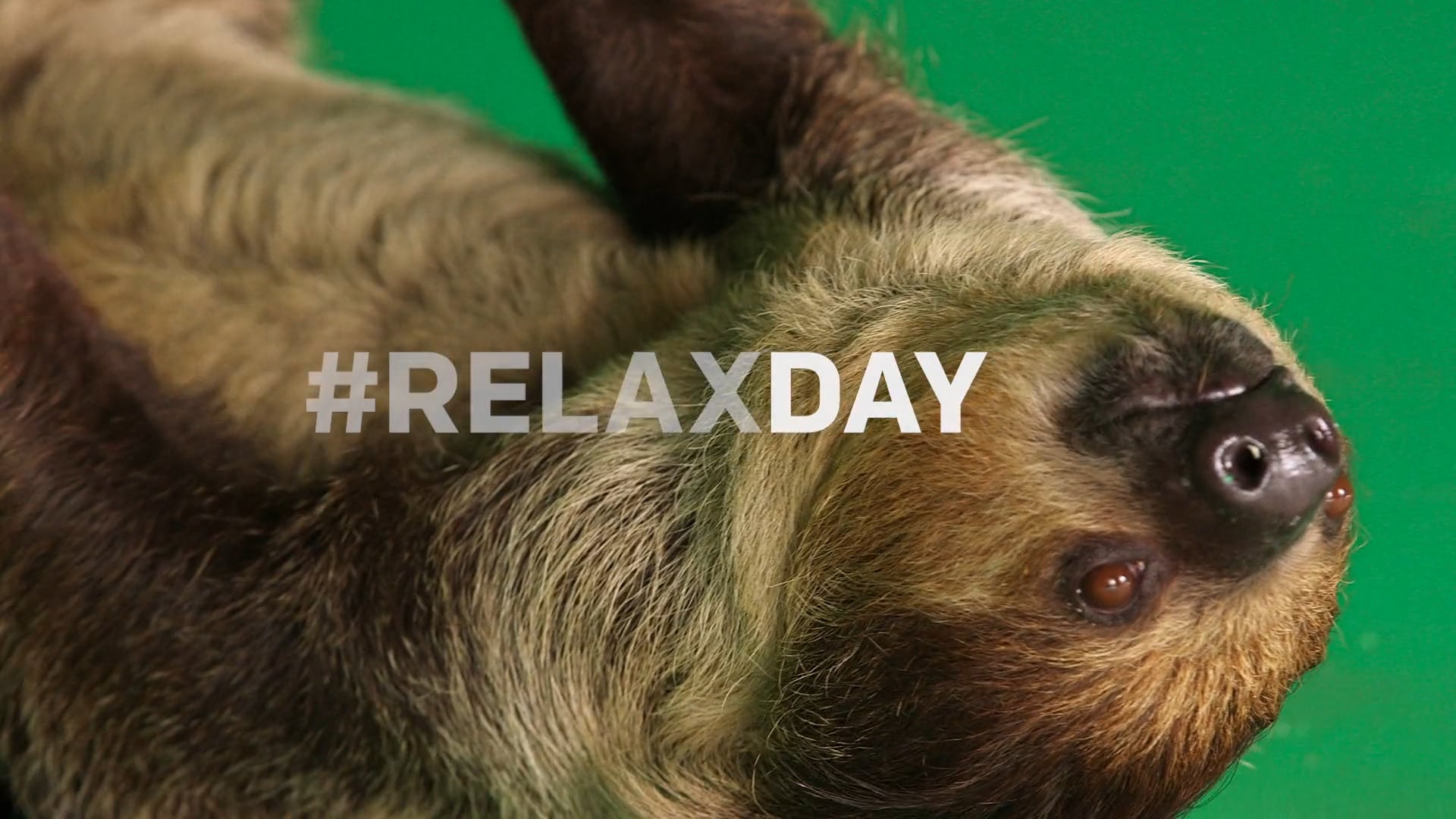 Slothstream_ProRes_Case_Study
