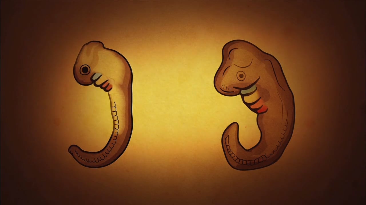 Matthew Lee - Your Inner Fish - PBS - Animation : Motion Graphics ...