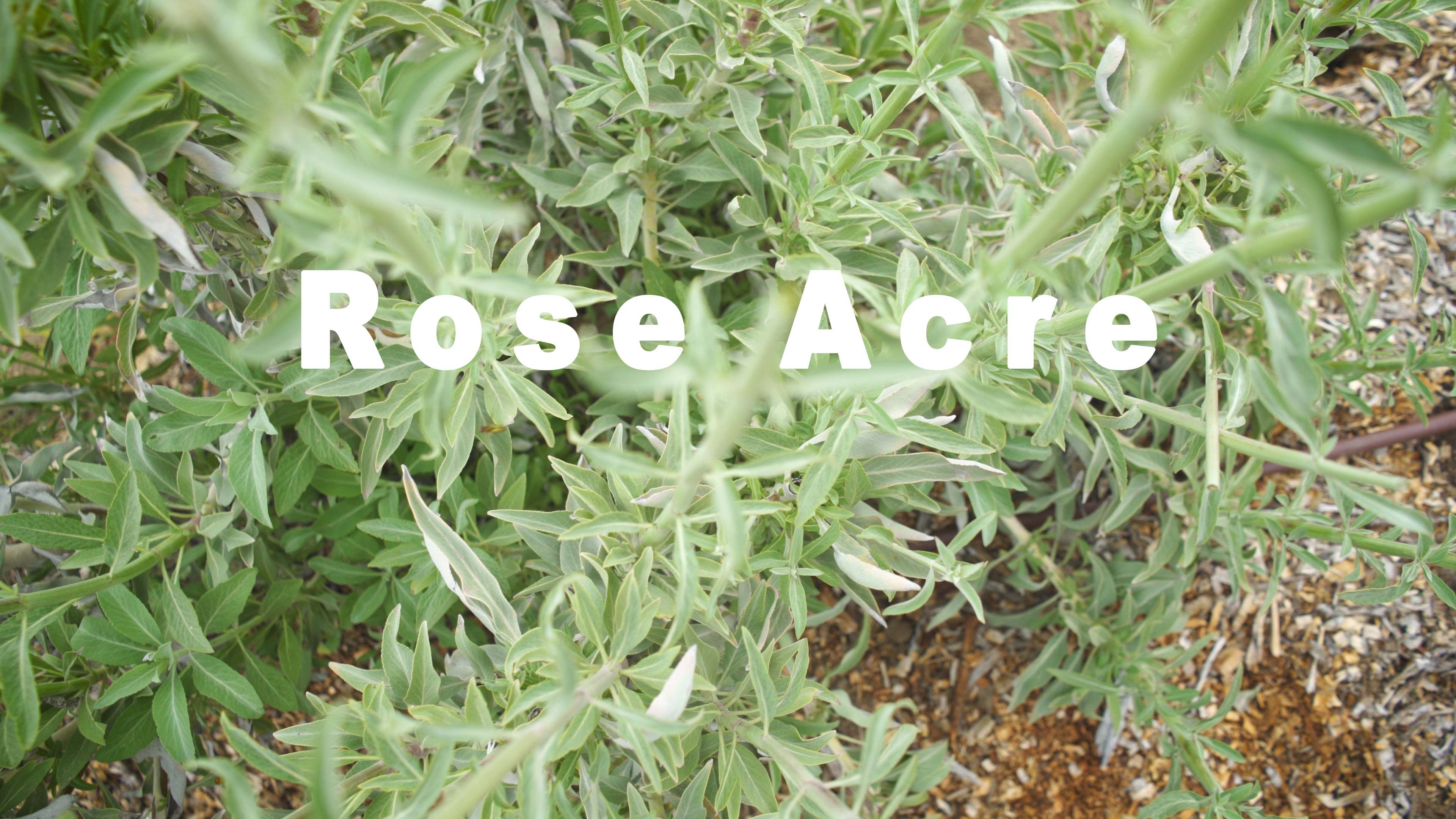 Rose Acre // Homestead and Market Garden