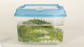 Snail and Elodea Experiment Part 1