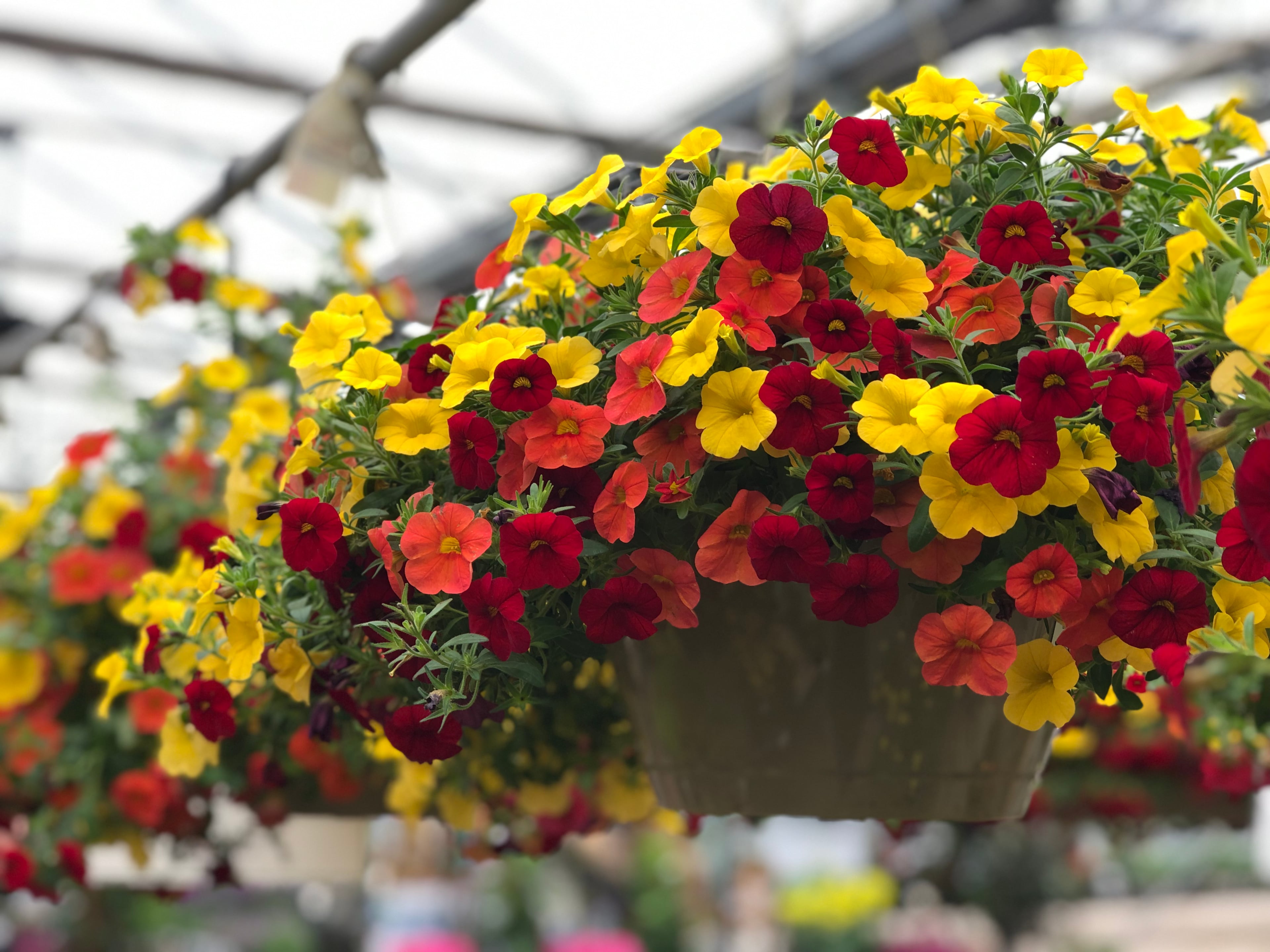 Smart TipsHow to Keep Your Flowering Hanging Baskets Blooming All