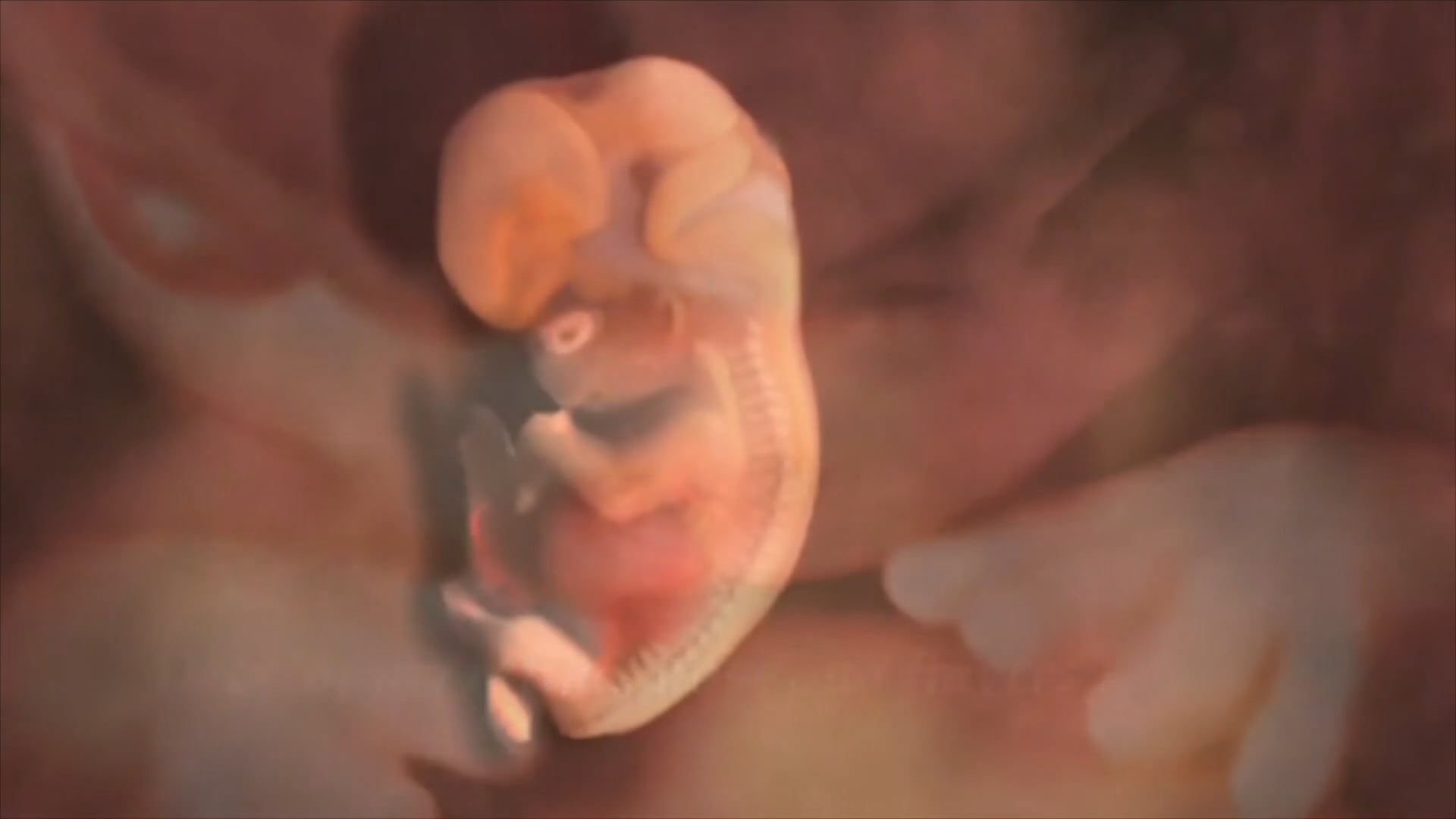 From Conception to Birth | Videos & Movies on Vimeo