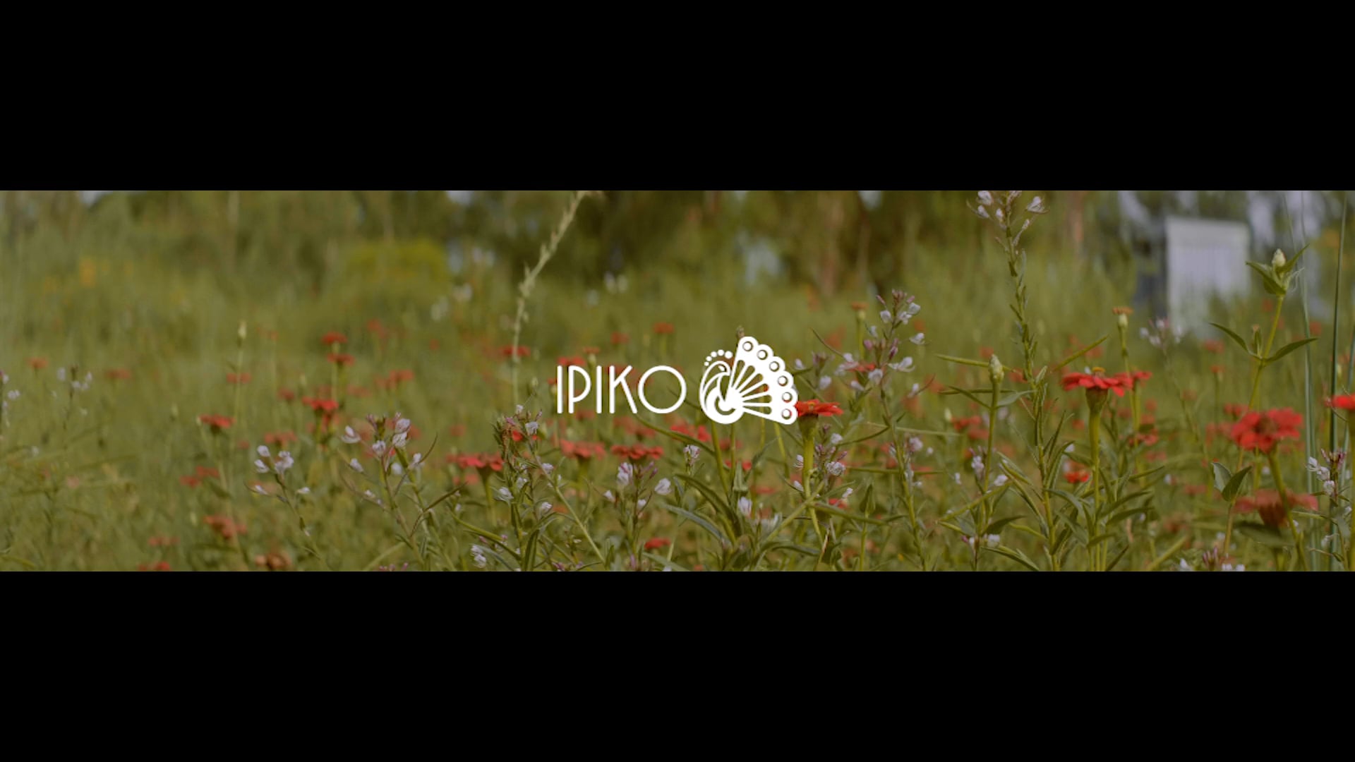 IPIKO: Camp Nowhere