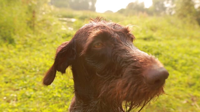 Module 03: Animal Reiki Treatment Tips - Video Thumbnail